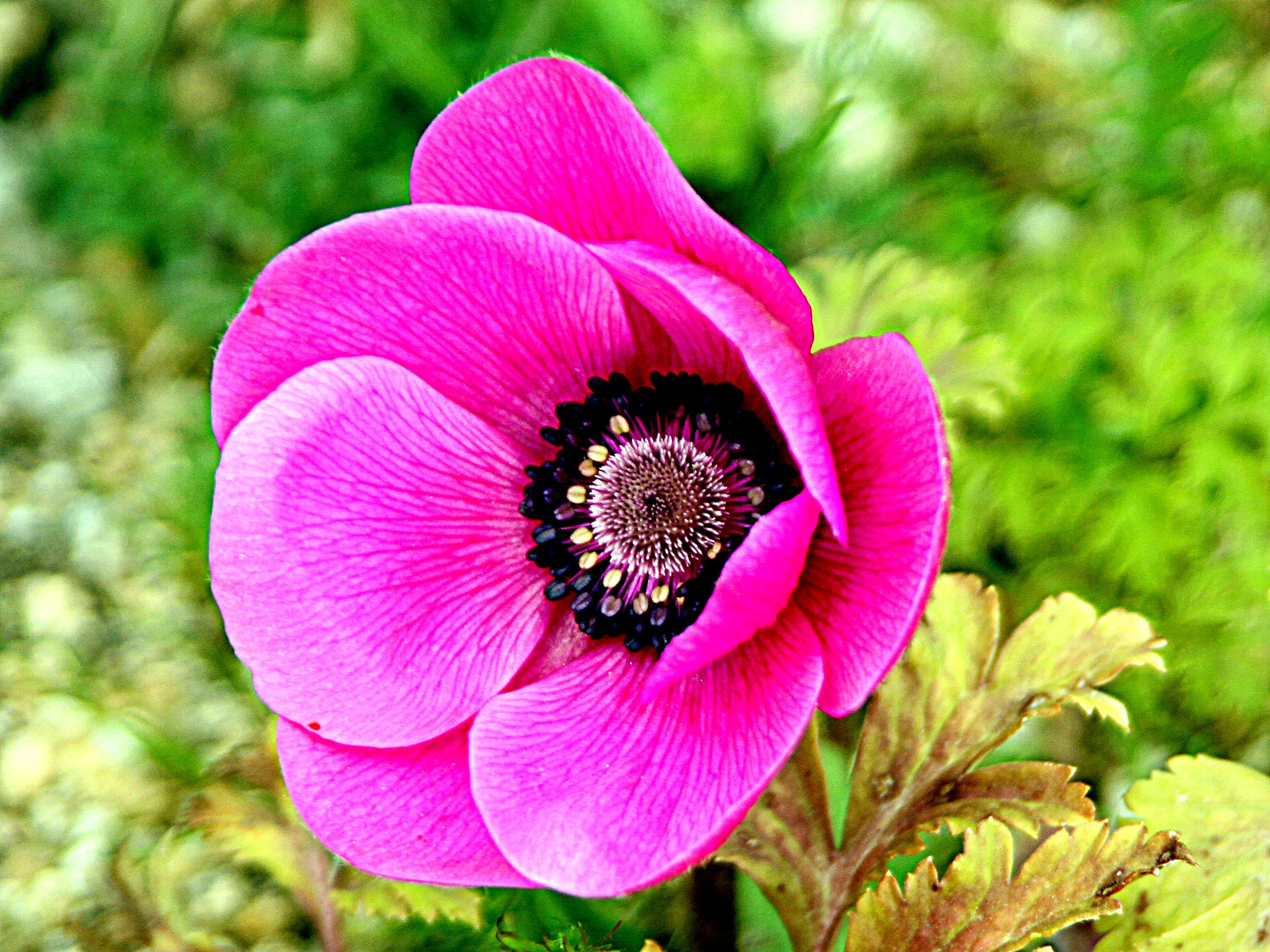 ピンクの花