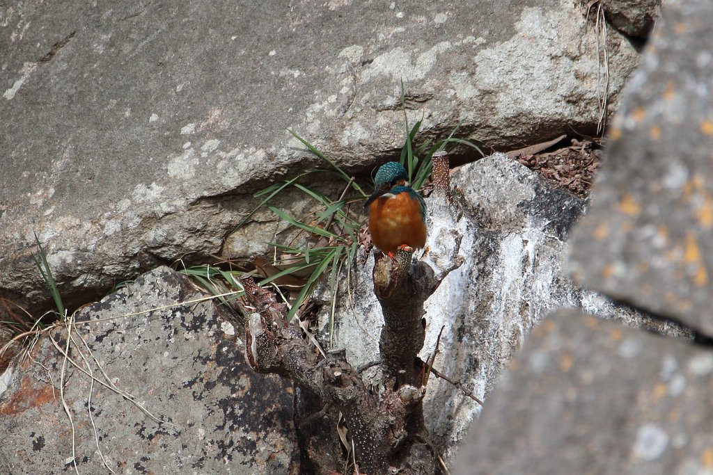 糞跡の分析・石垣のカワセミ