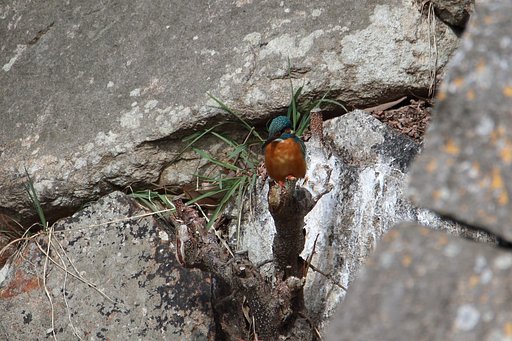 糞跡の分析・石垣のカワセミ