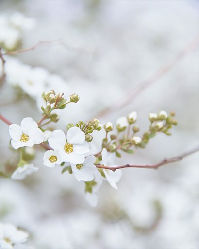 雪柳