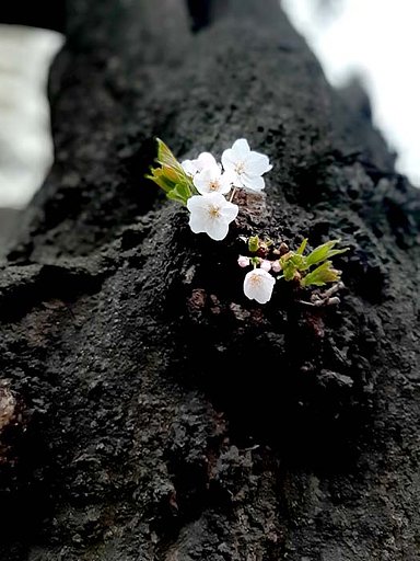 【春景色】咲きました。