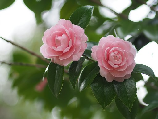 名残の二重唱