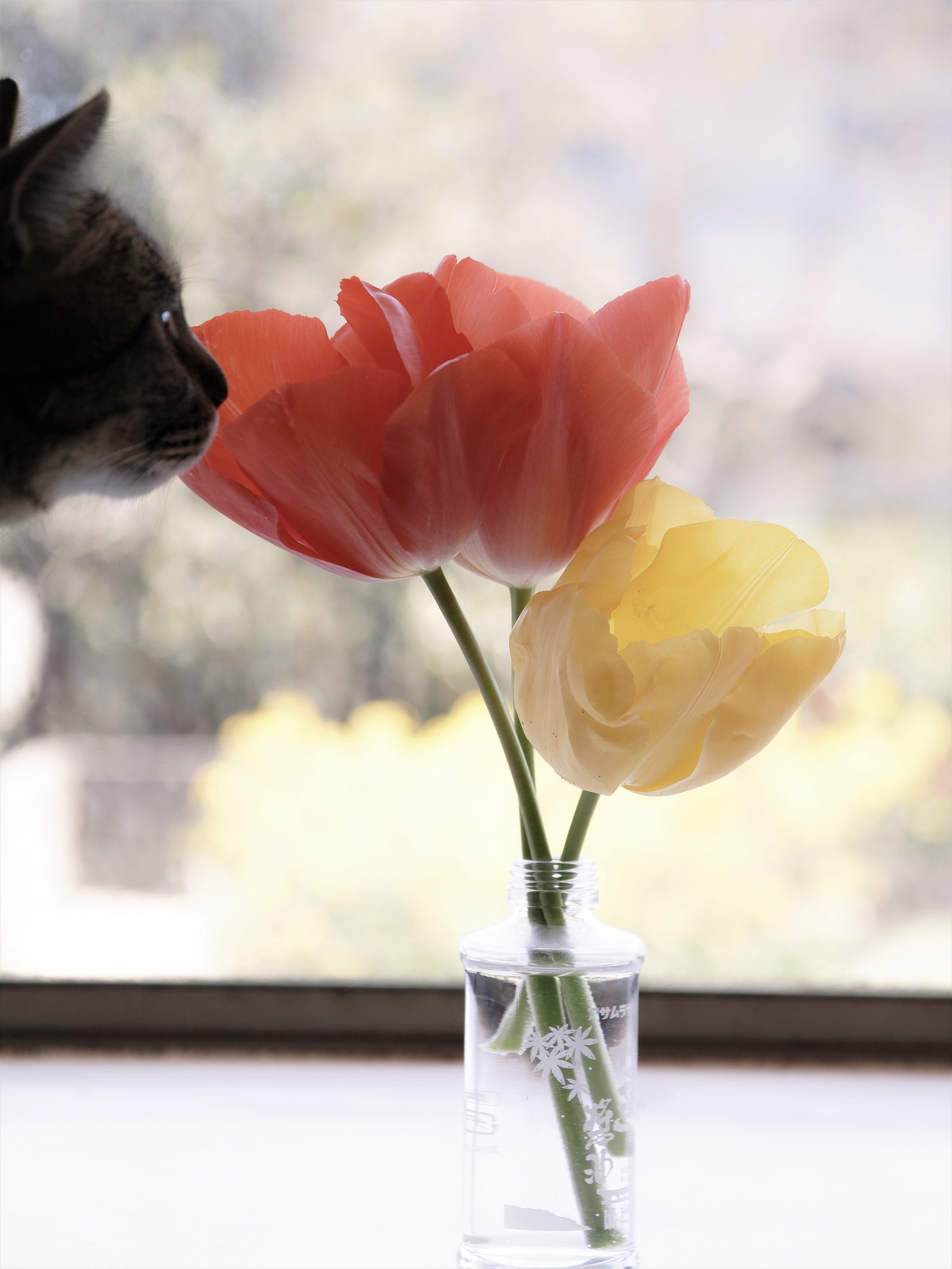 花と猫