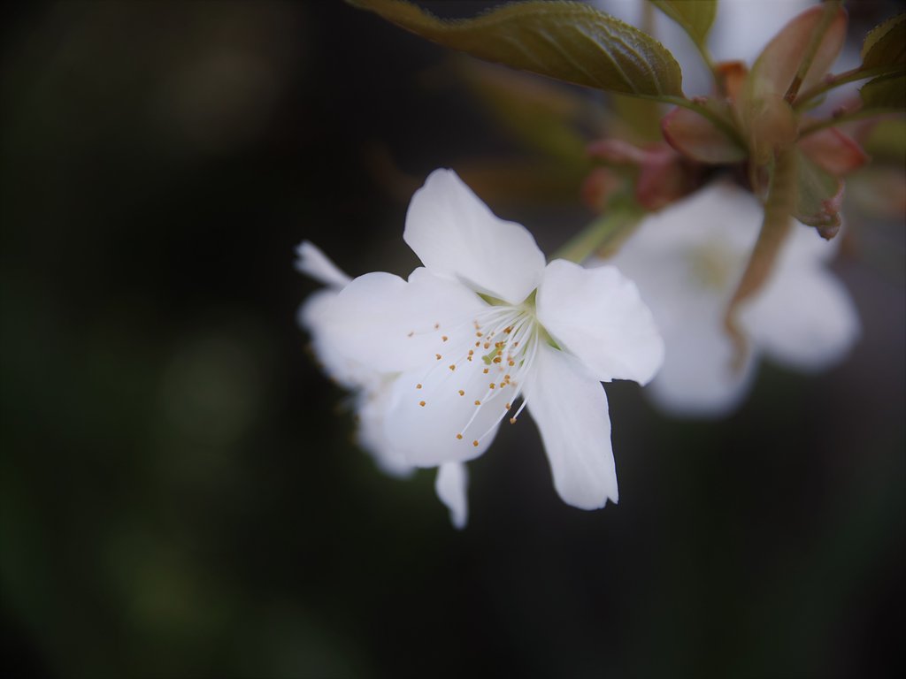 山桜