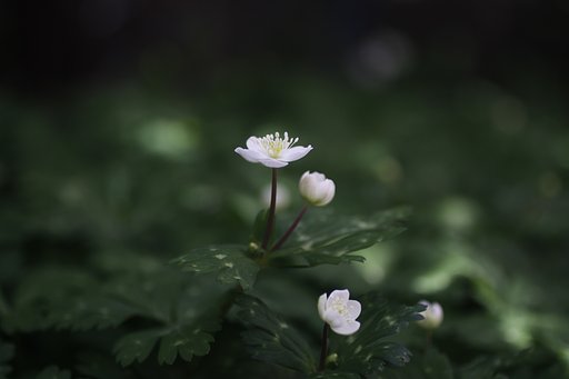 EF50mm f2.5 Compact Macro