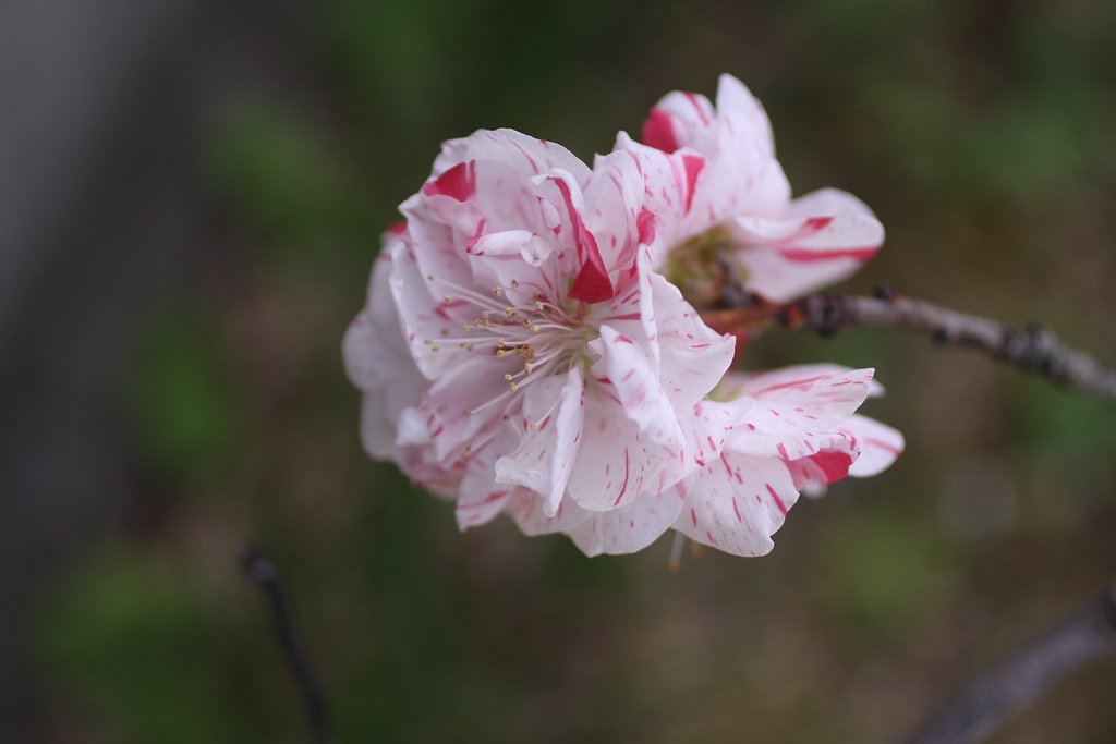 Canon EF50mmF2.5 compact-macro