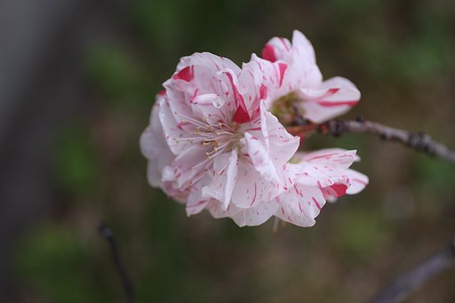 Canon EF50mmF2.5 compact-macro