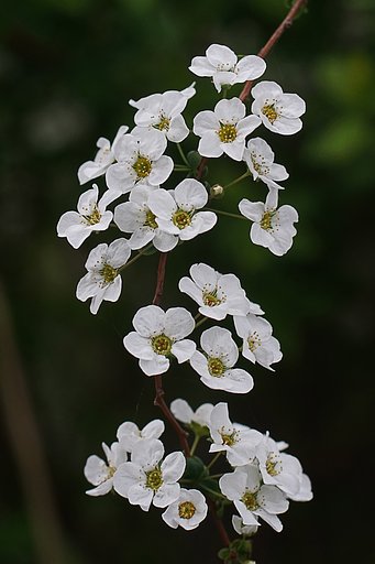 3月17日の写真