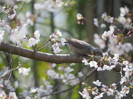 春の食卓