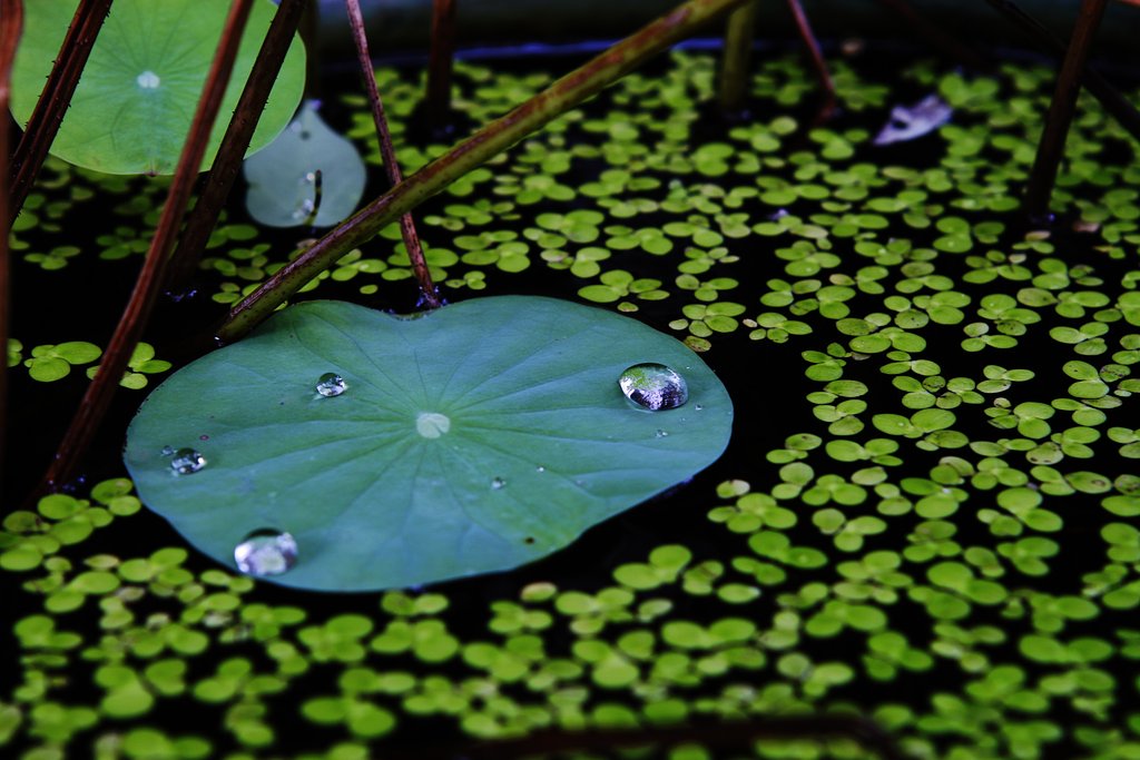 水辺の植物