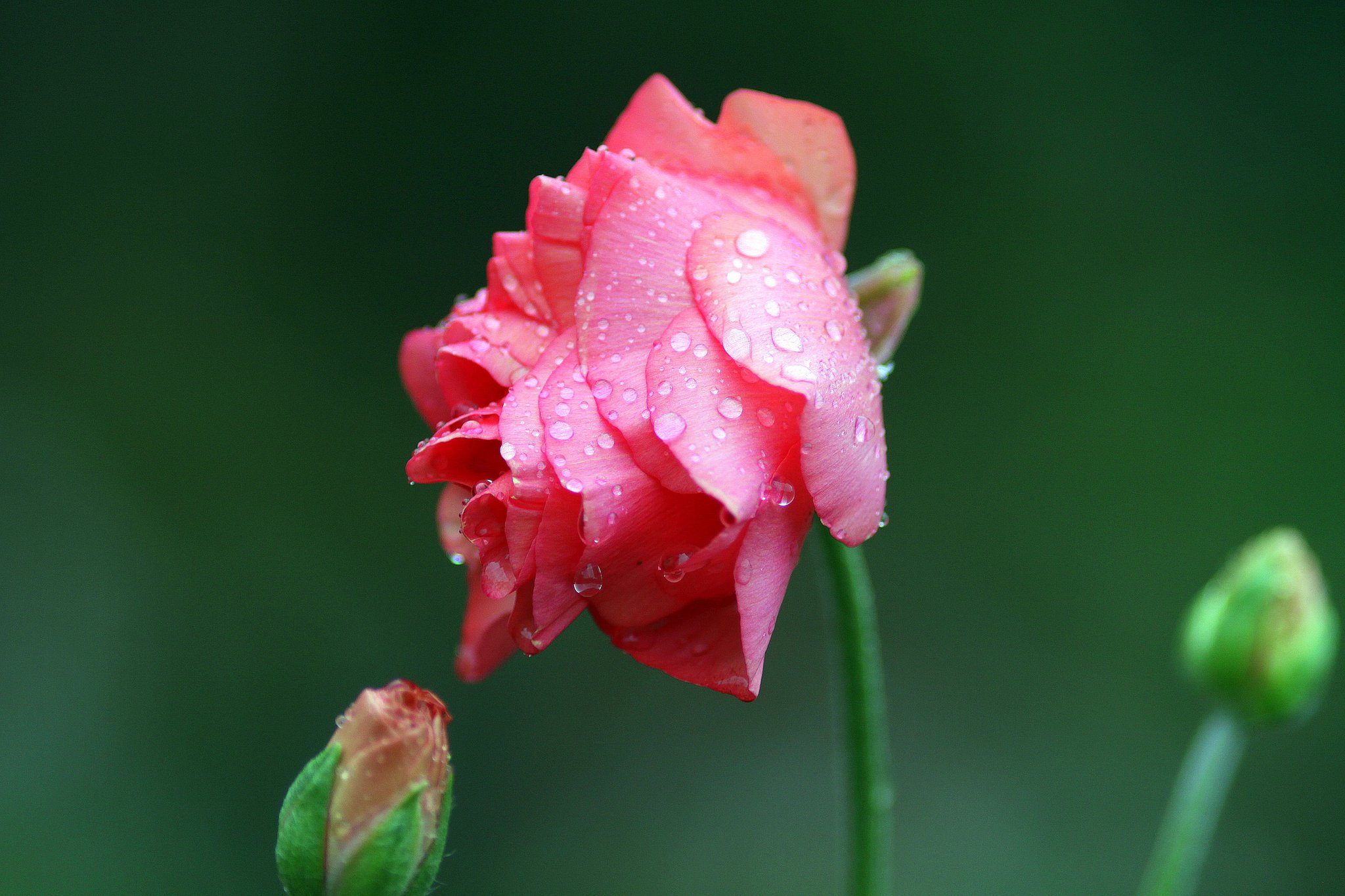 Canon EF200mmF2.8L
