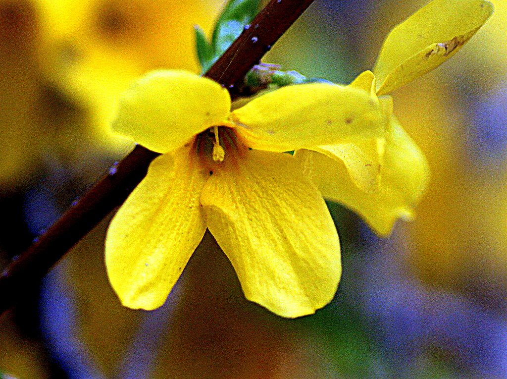 木に咲いた黄色な花は？
