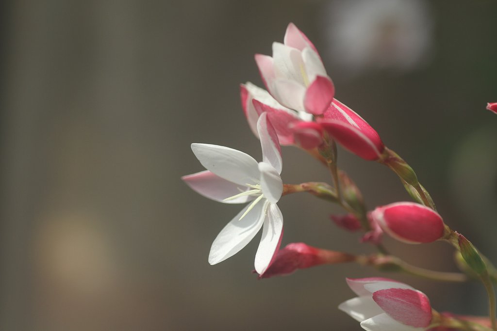 Tamron  90mm-F2.8 Macro 172E