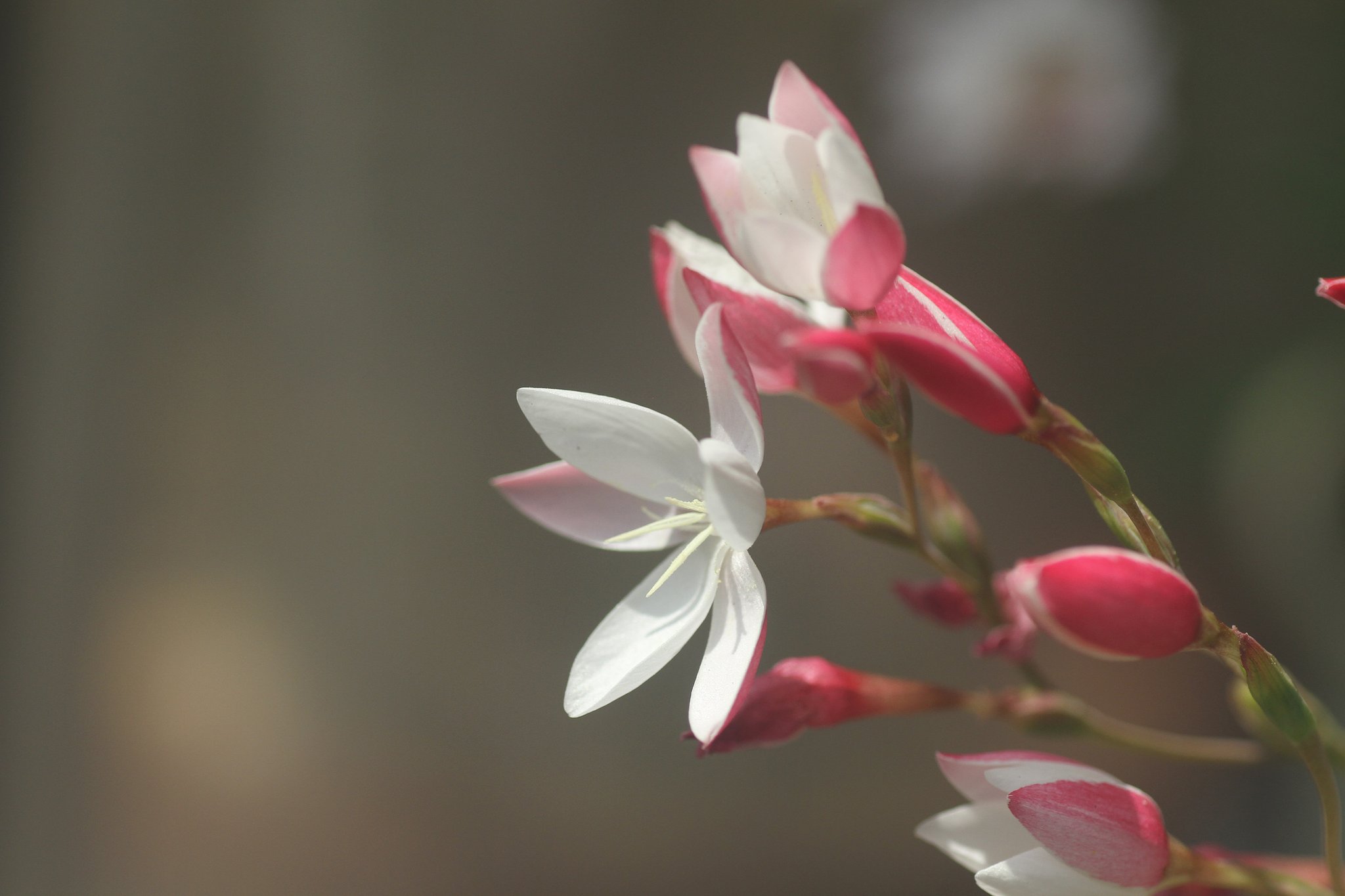 Tamron  90mm-F2.8 Macro 172E