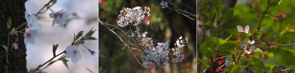 春、花たちの集い
