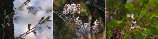 春、花たちの集い
