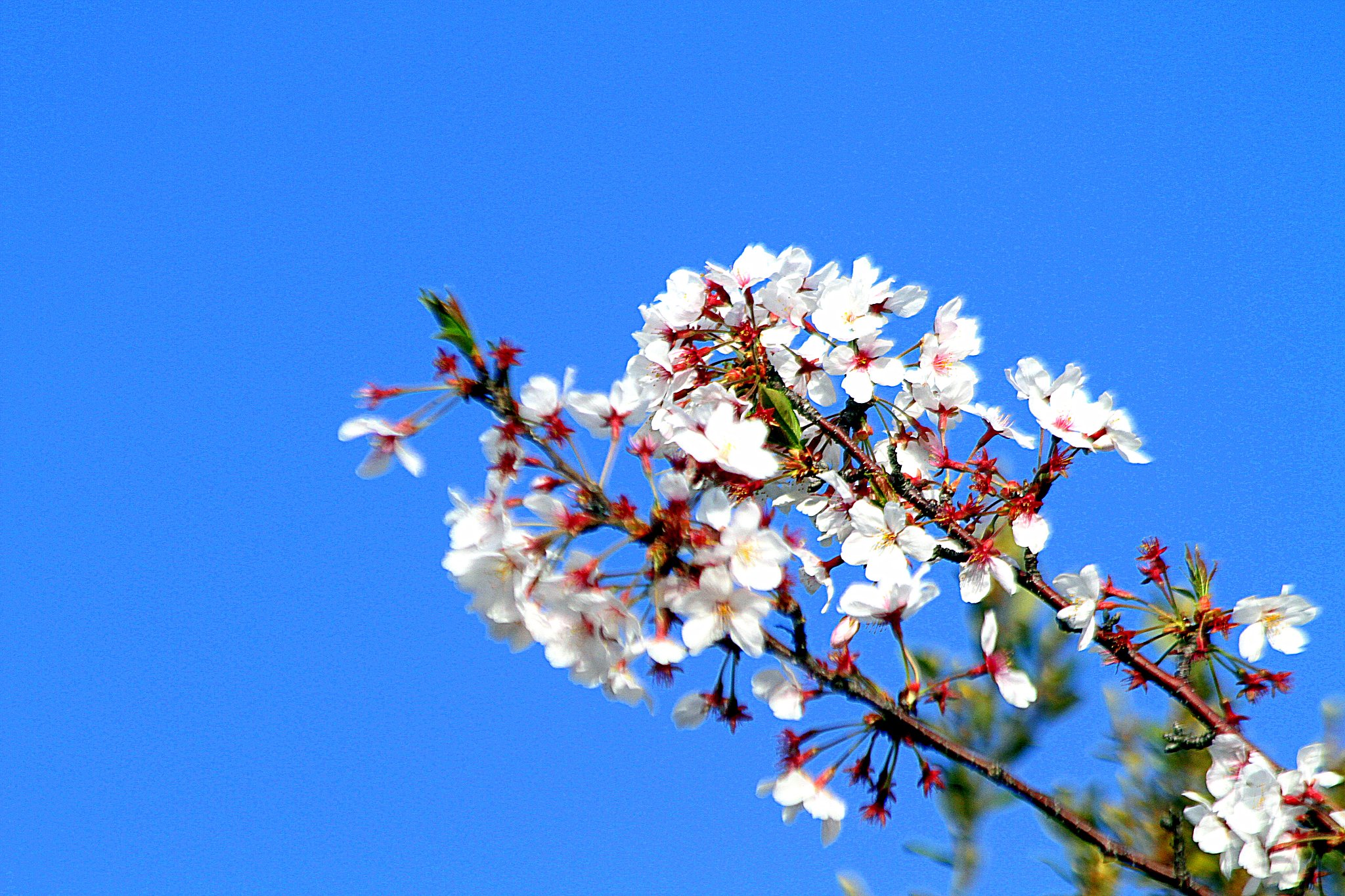 【どこでも空】桜と青空