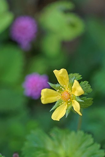 蛇イチゴの花