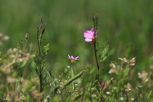 駐車場の花たち