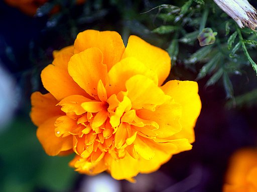 Tamron  90mm-F2.8 Macro 　172E
