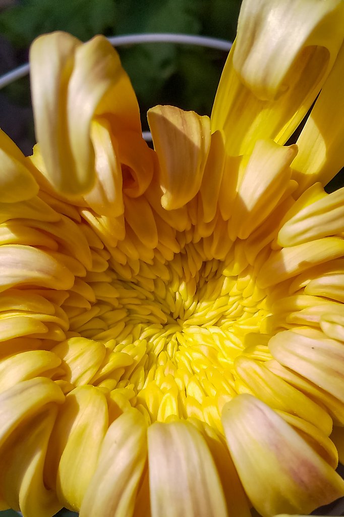 大輪菊花の【小さい】花びら