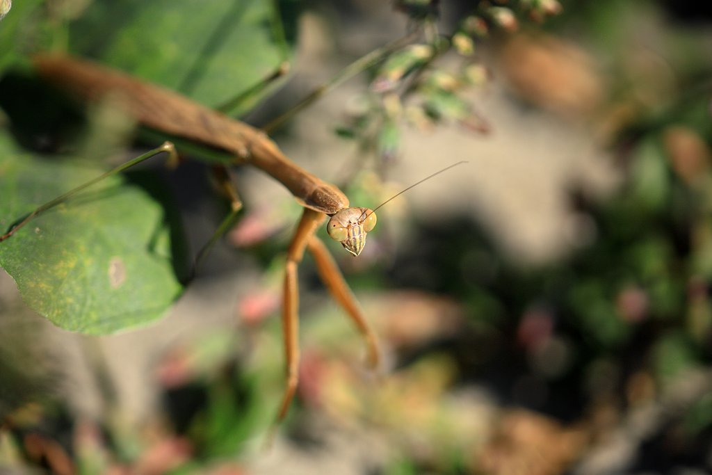 カマキリ