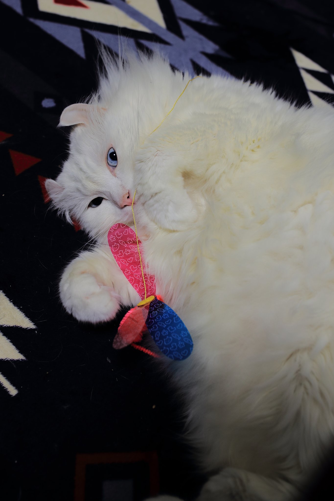 愛猫よ　何思う