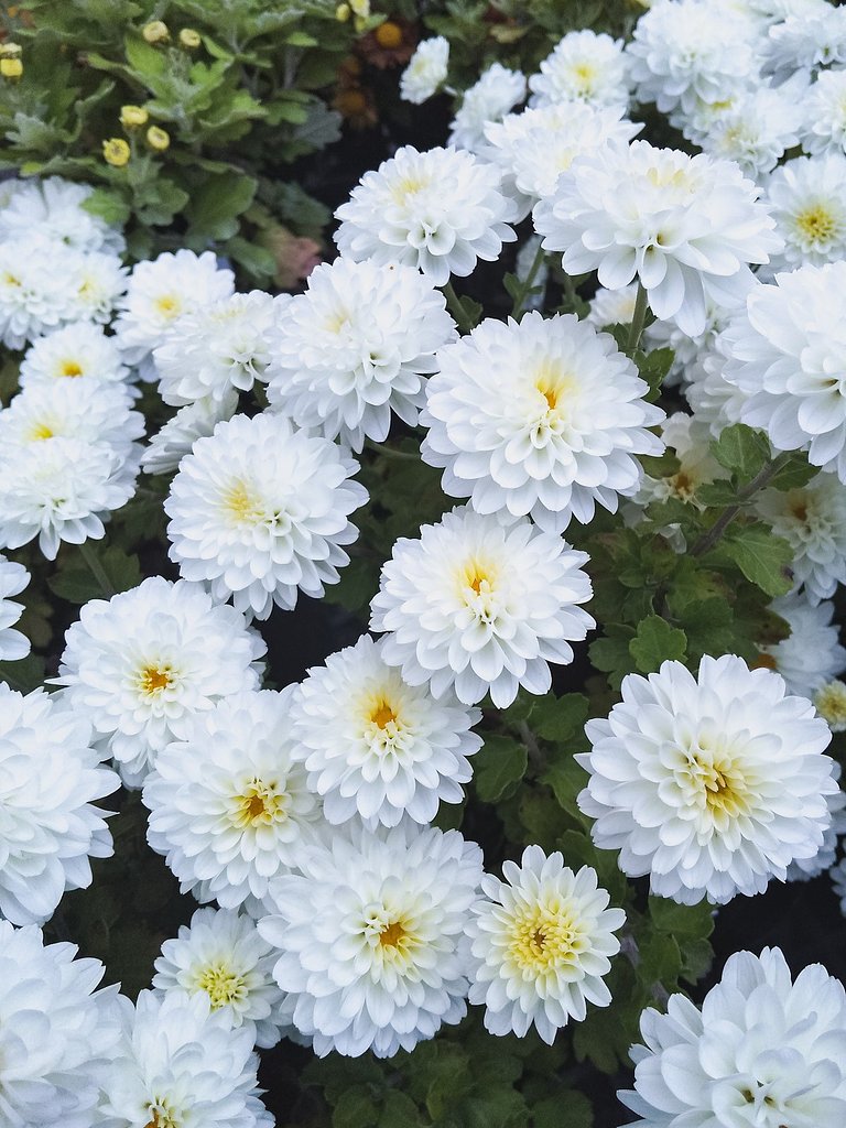 小菊【冬が来る前に】晩秋へ