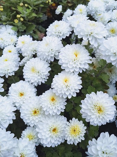小菊【冬が来る前に】晩秋へ