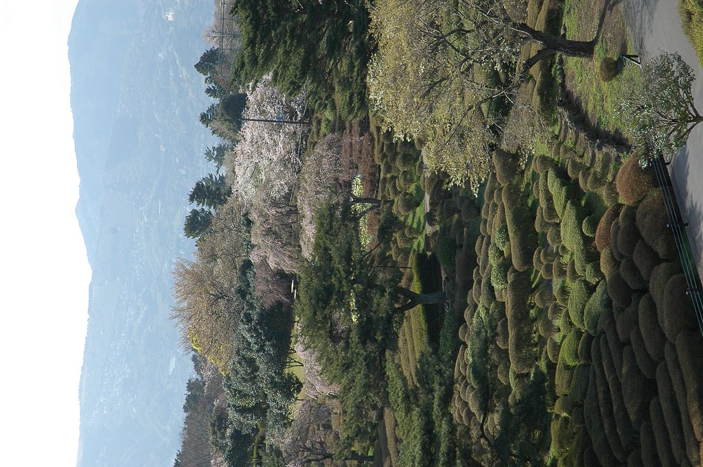 伊豆さくら漂流