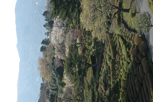 伊豆さくら漂流