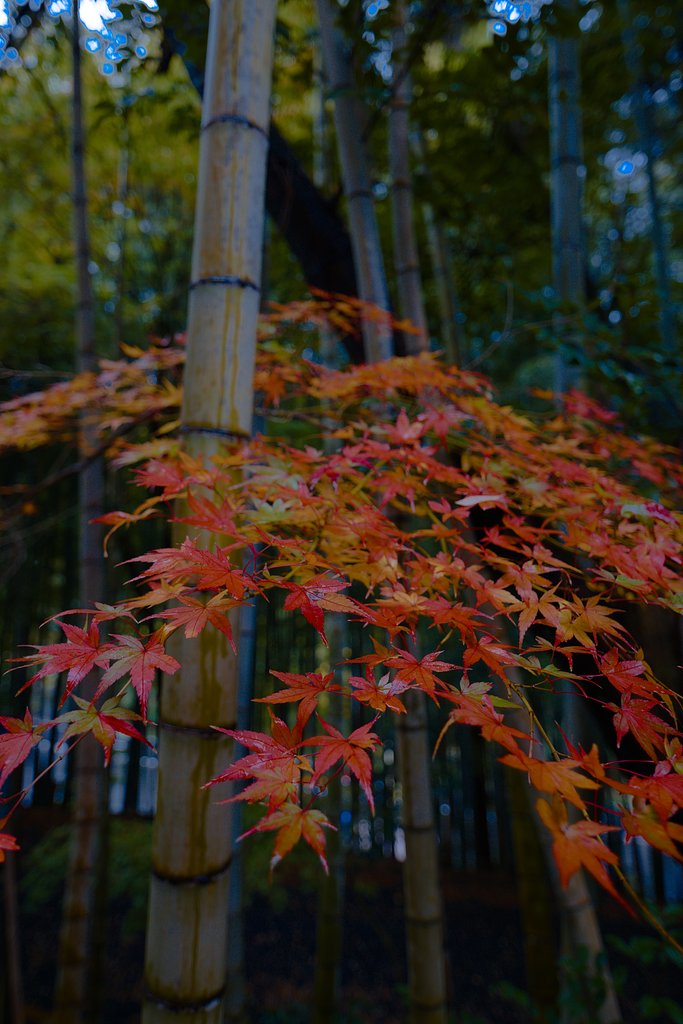 竹林コラボ