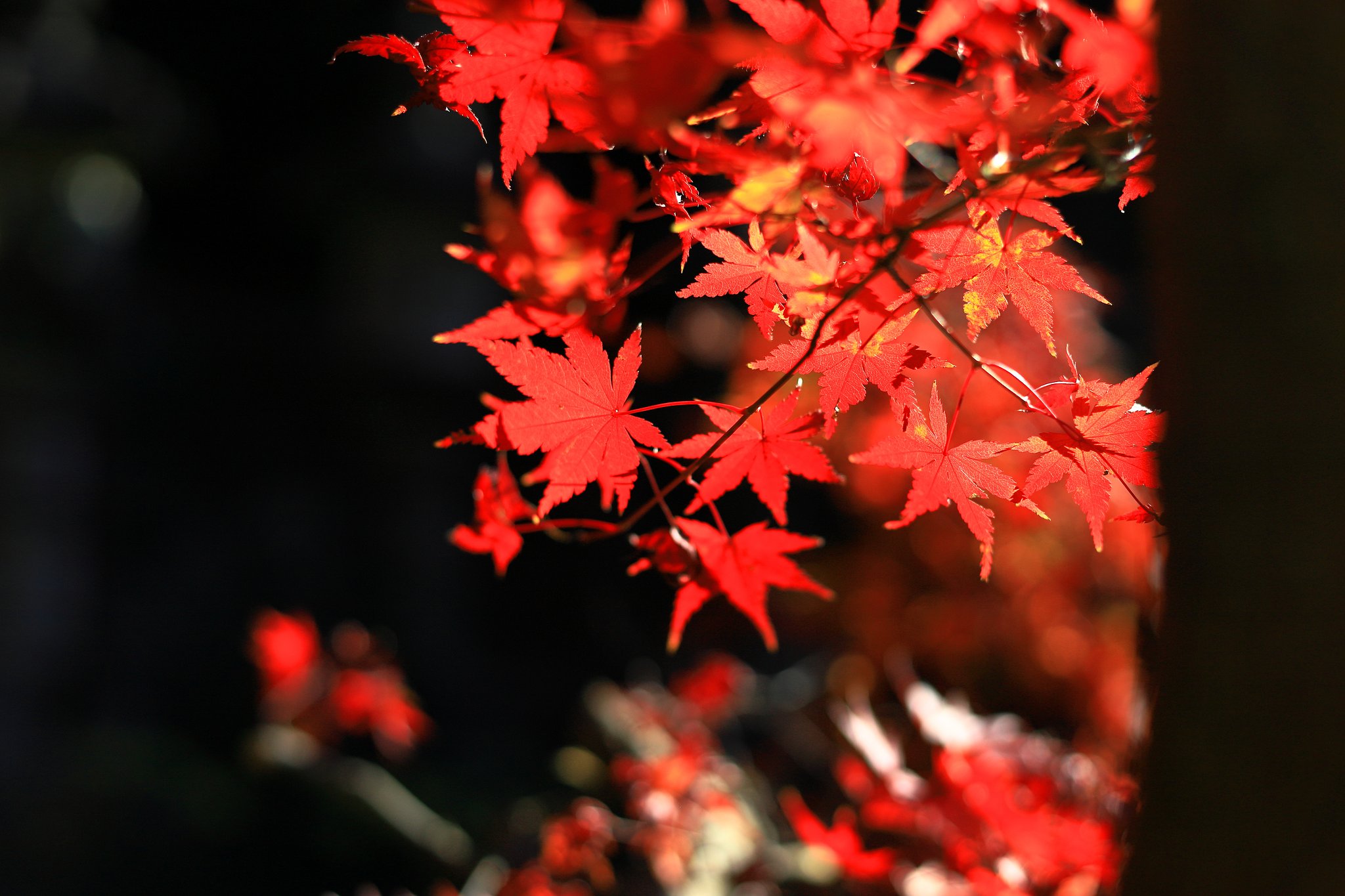 赤紅葉
