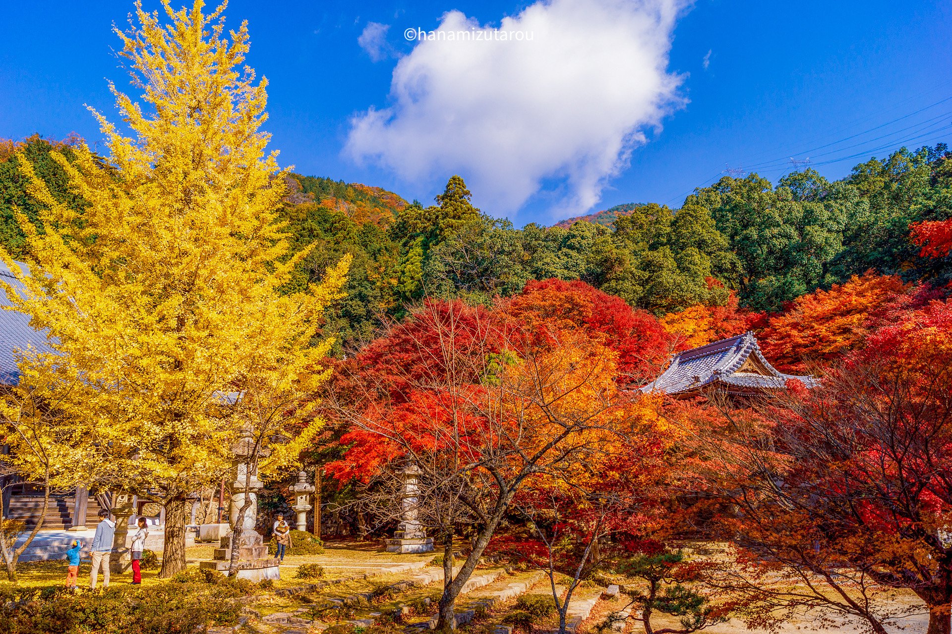 【銀杏】紅葉と黄葉
