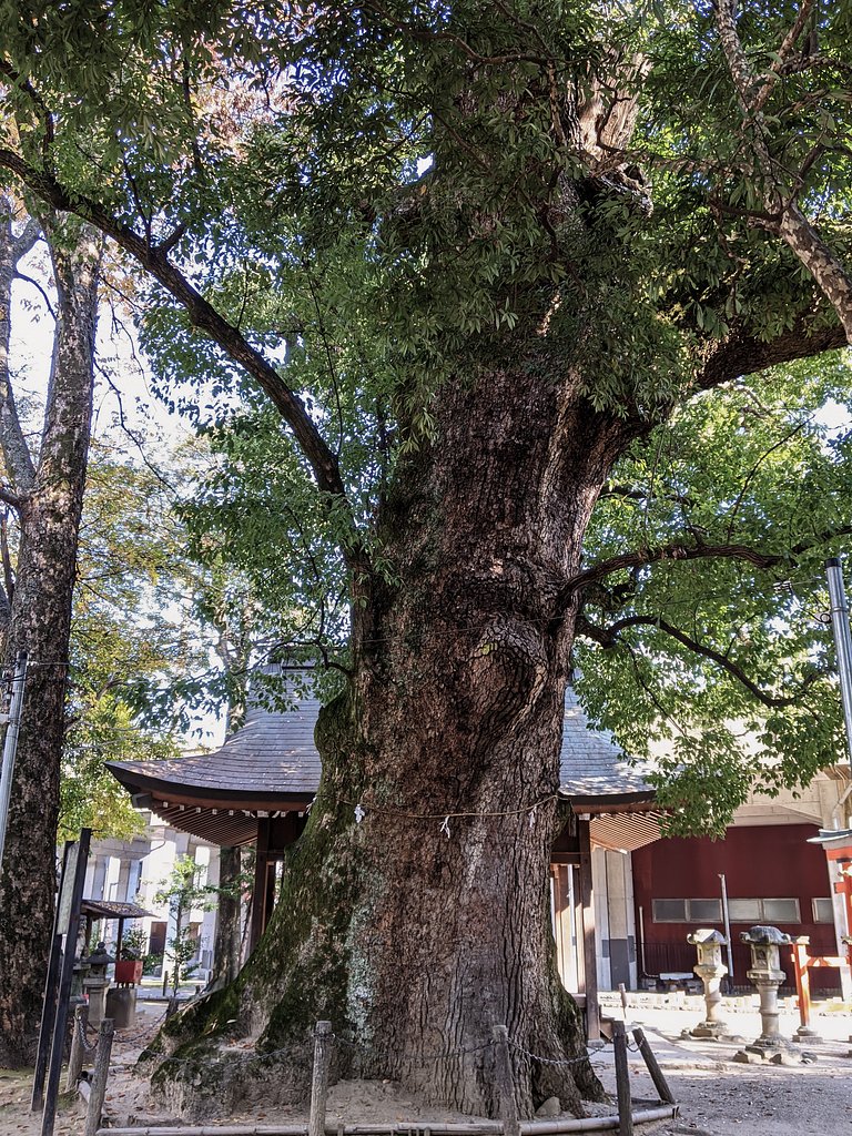 若宮神社の楠