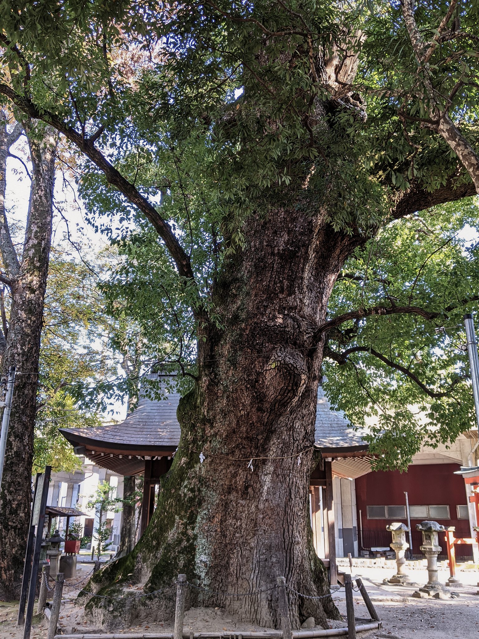 若宮神社の楠