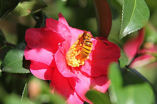 山茶花と蜂