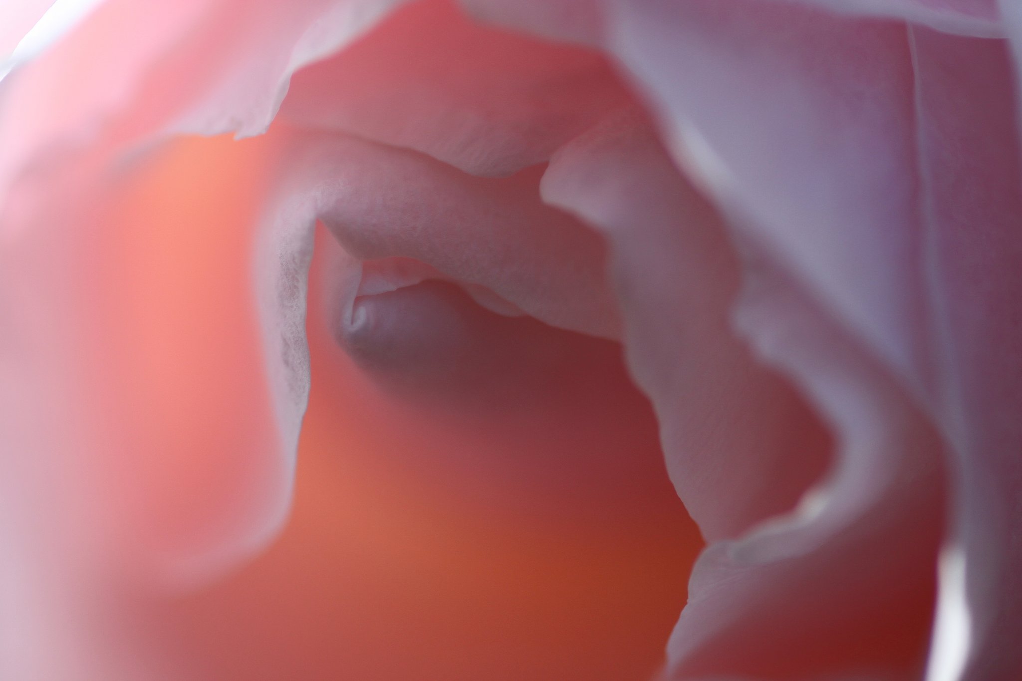 Tamron 90mm f2.8 macro 172E