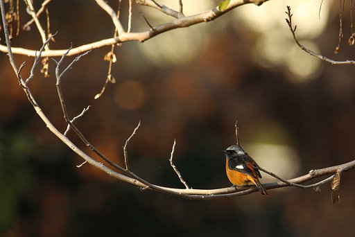 野鳥ポートレート・ジョウビタキきりり