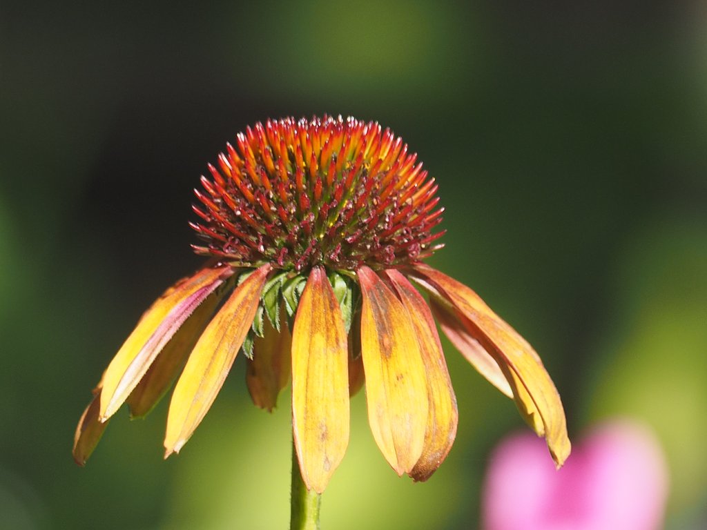ZD50-200F2.8-200mm+EC2.0+MMF-1