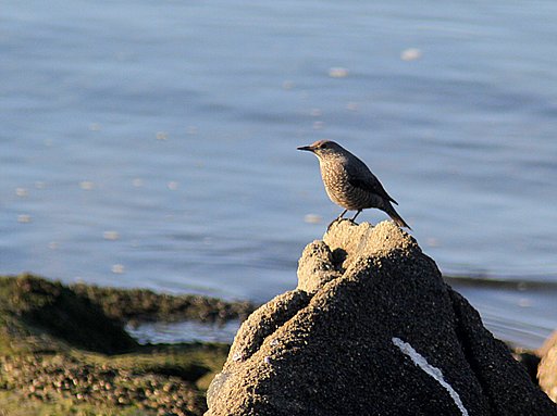 イソヒヨドリ♀