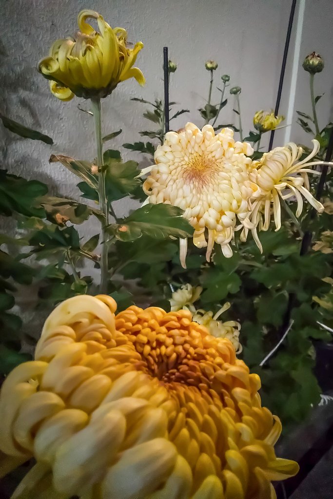 【年末に】大輪菊夜景