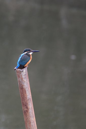 旧太田川のカワセミ（久々）