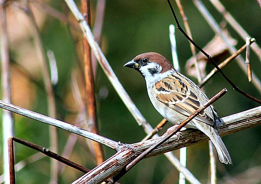 スズメ