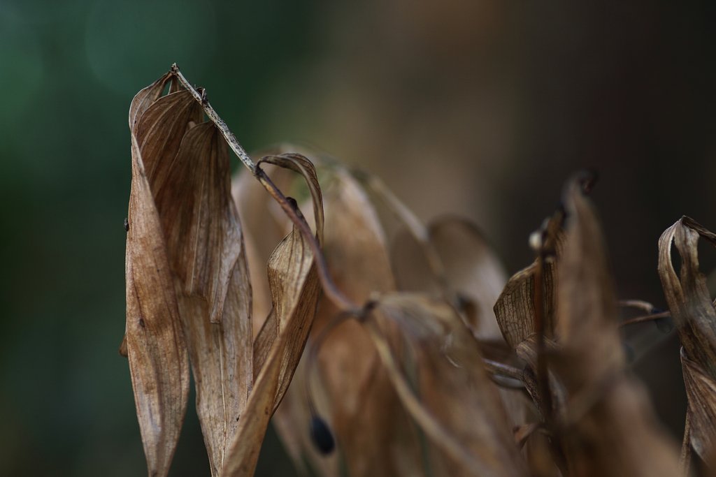 Tamron 90mm f2.8 macro 172E