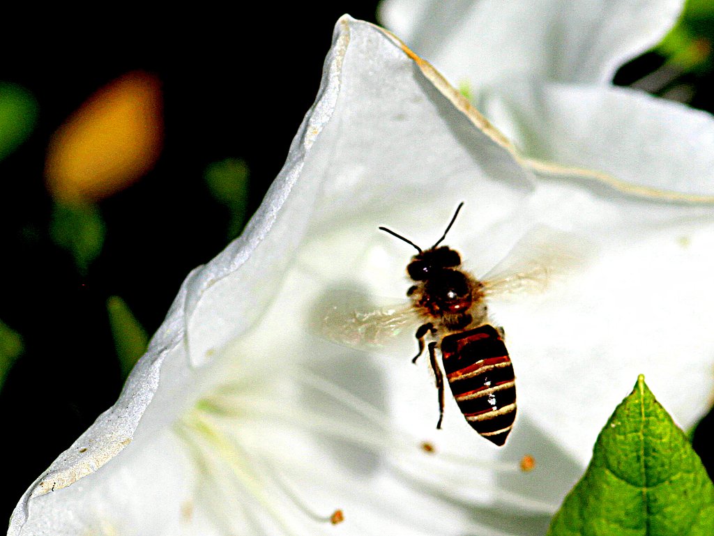 蜂