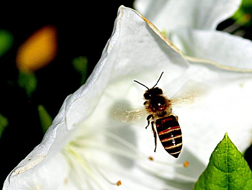 蜂