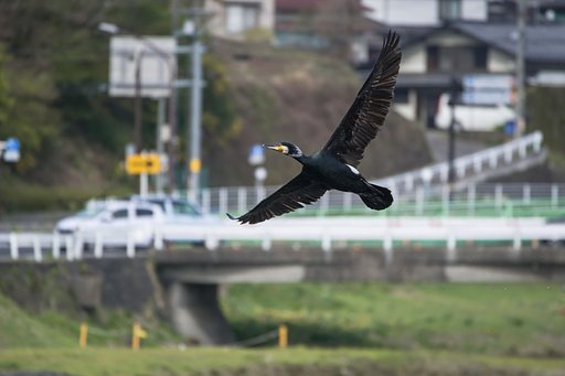 カワウ飛ぶ