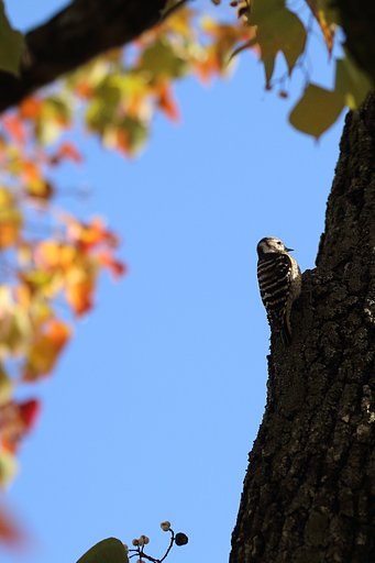 野鳥と紅葉