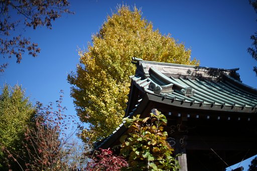 ケヤキの紅葉